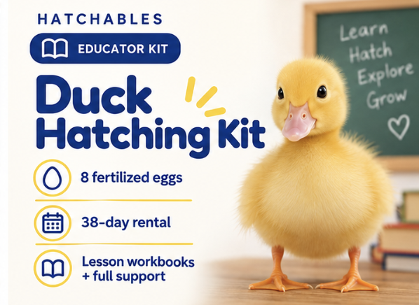 Educator Duck Hatching Kit