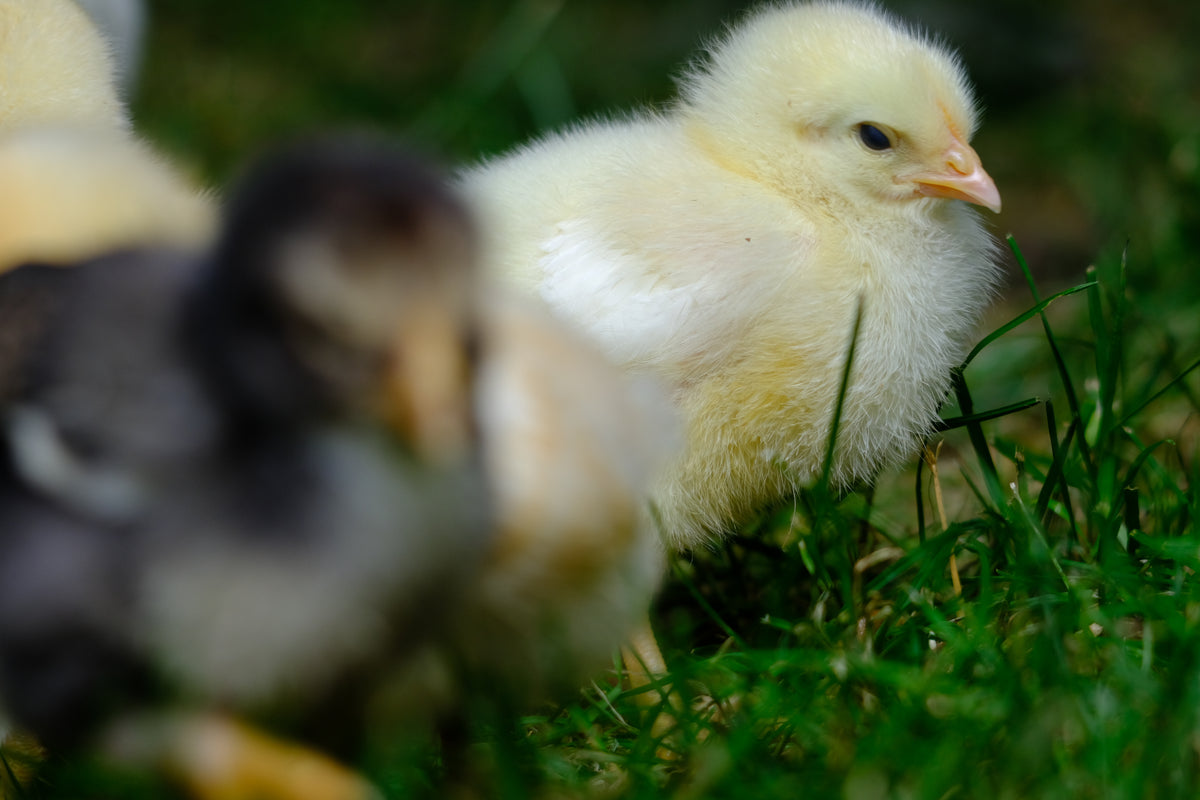 Family Chick Hatching Kit