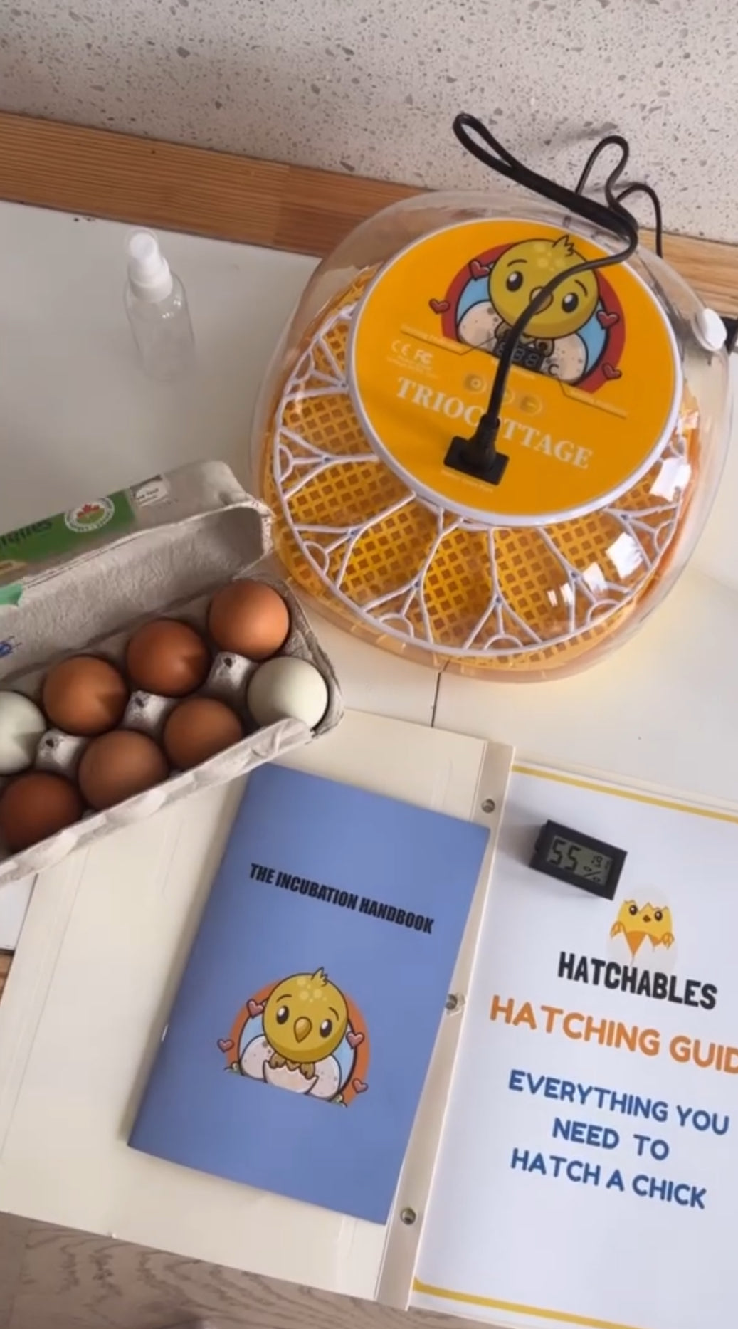 Family Chick Hatching Kit