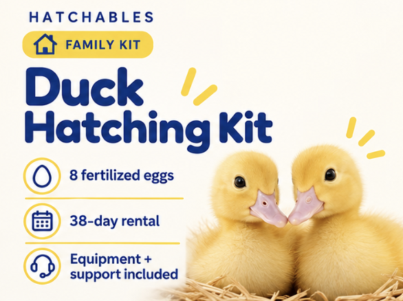 Family Duck Hatching Kit