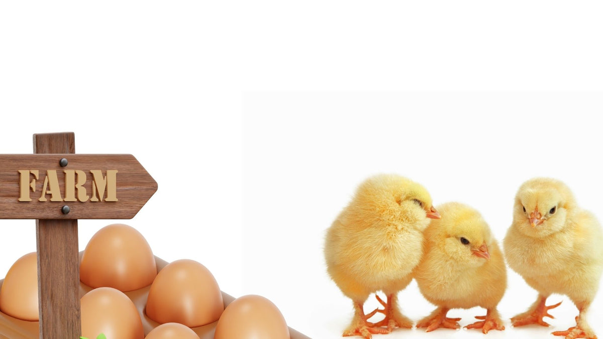 Family Duck Hatching Kit