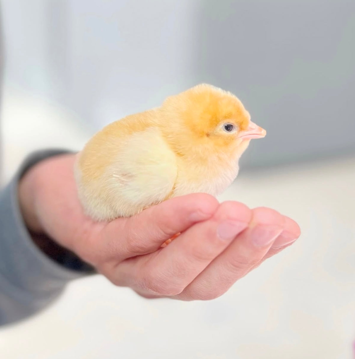 Family Duck Hatching Kit