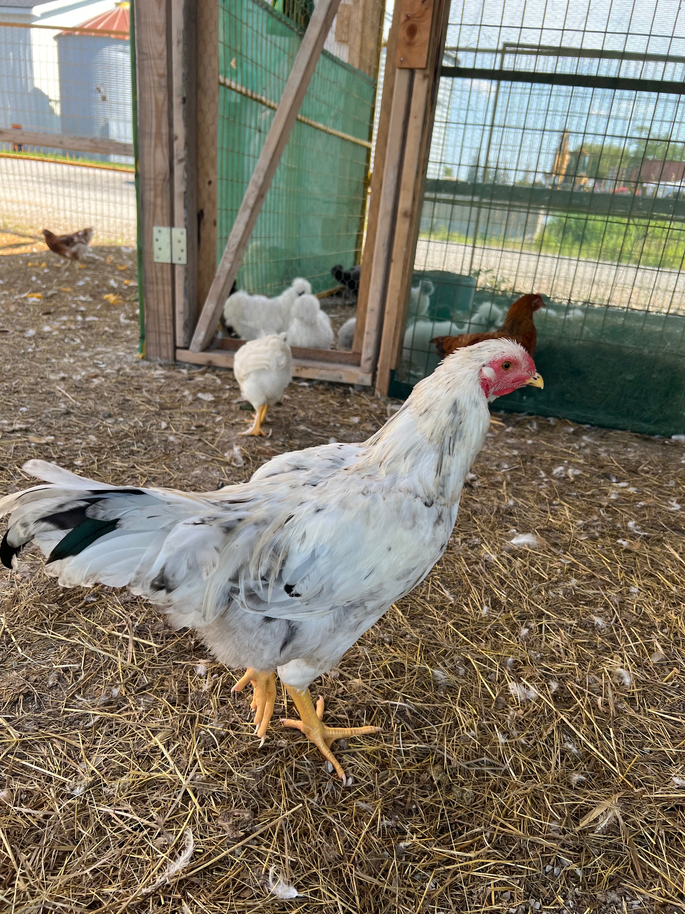 Grace the hen
