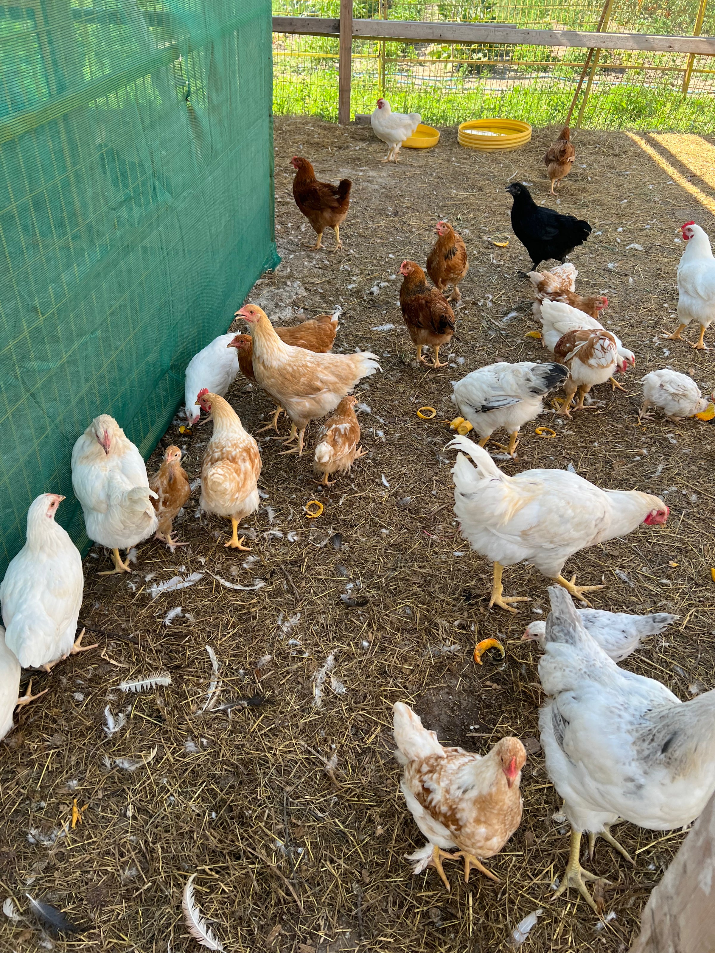 Hatchables chicks outdoors
