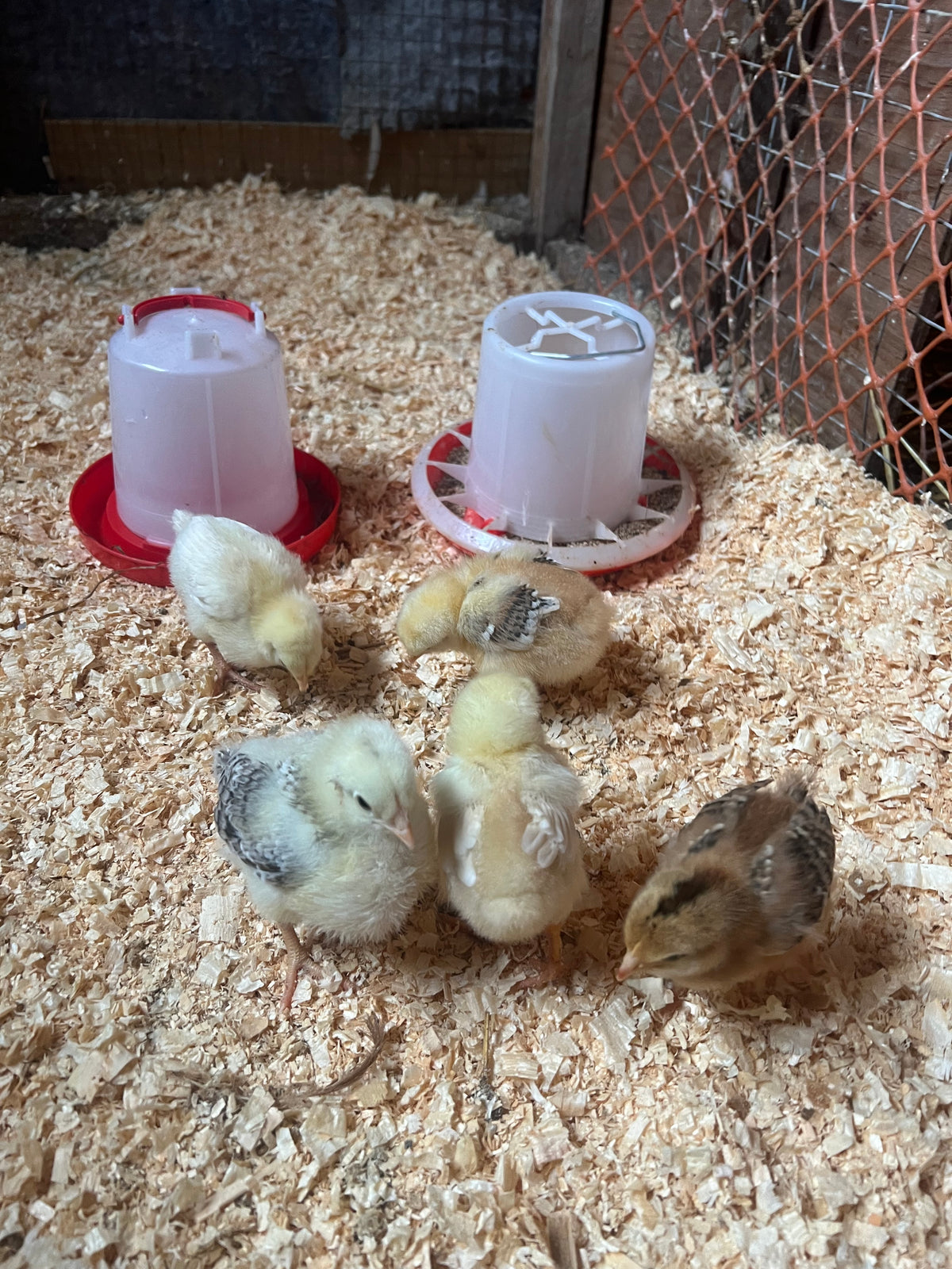 Grace the hen