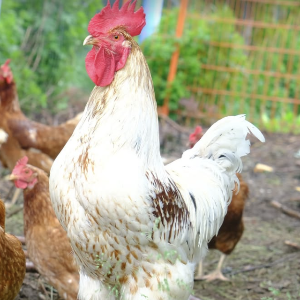 Andre the rooster