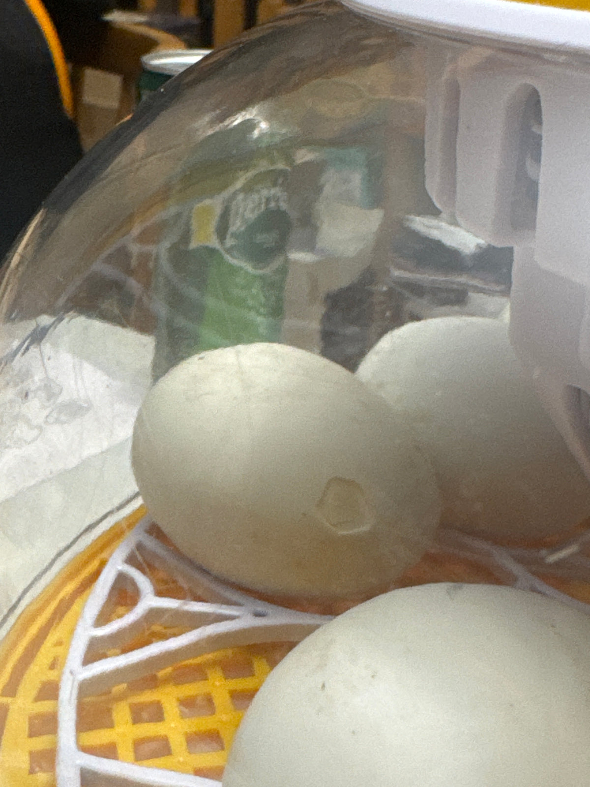 Hatchables family flock