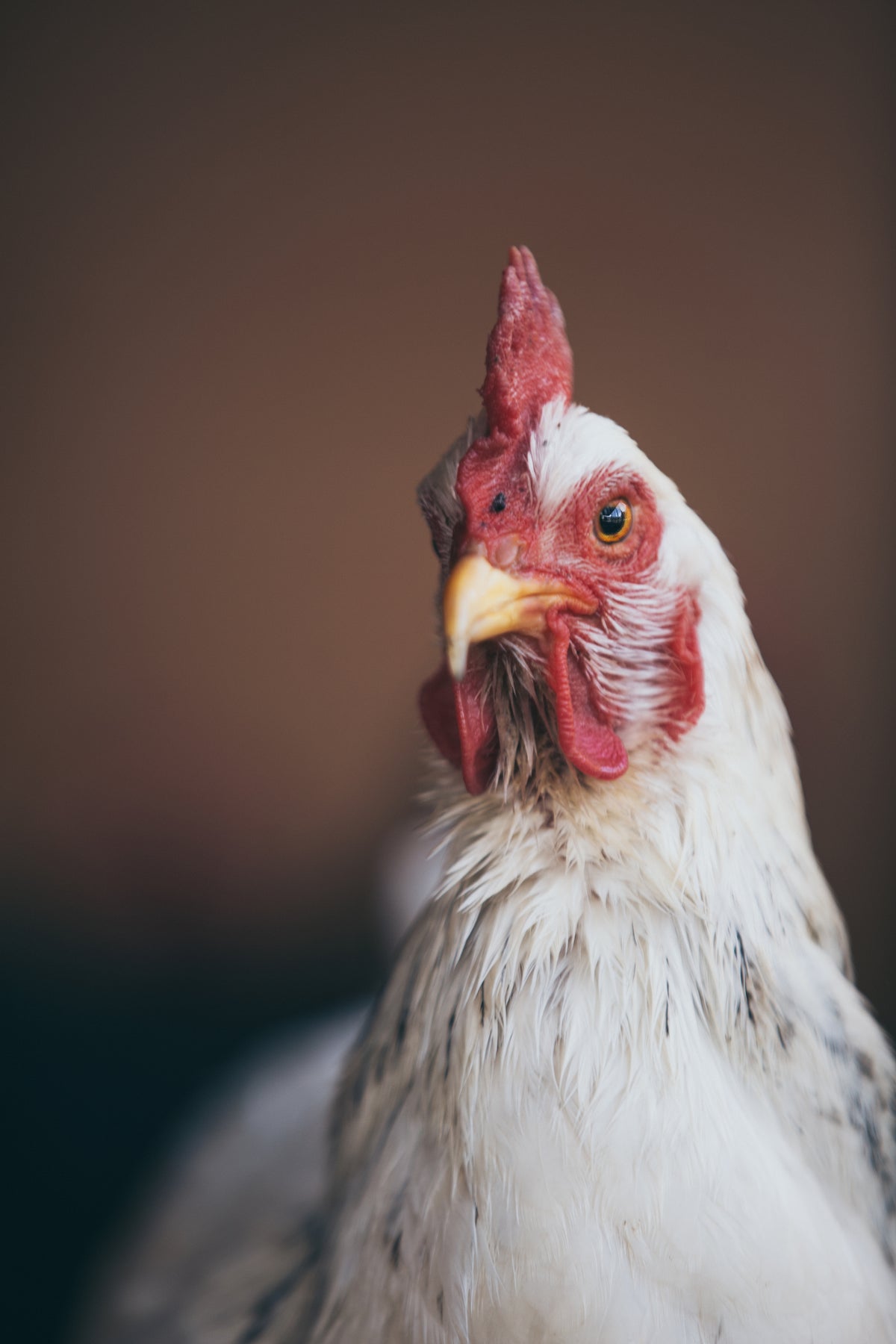 Andre the rooster