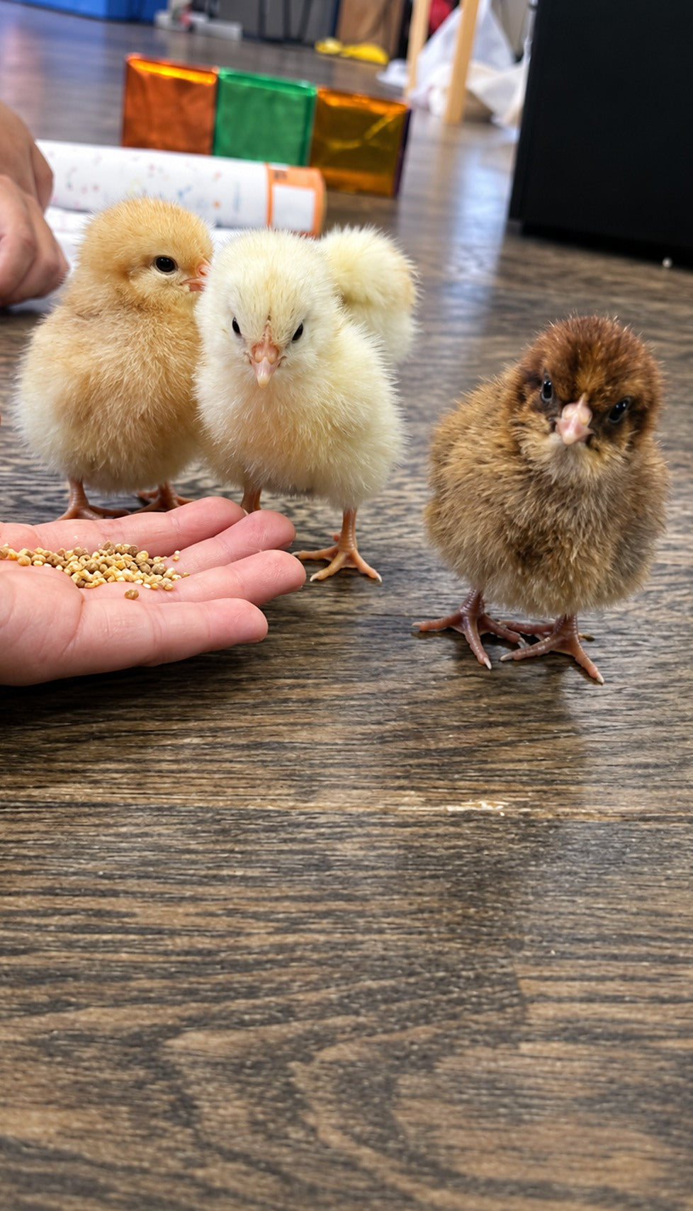 Hatchables hatchlings