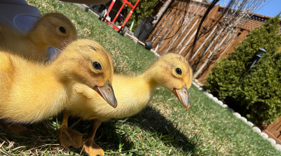 Hatchables ducklings outdoors