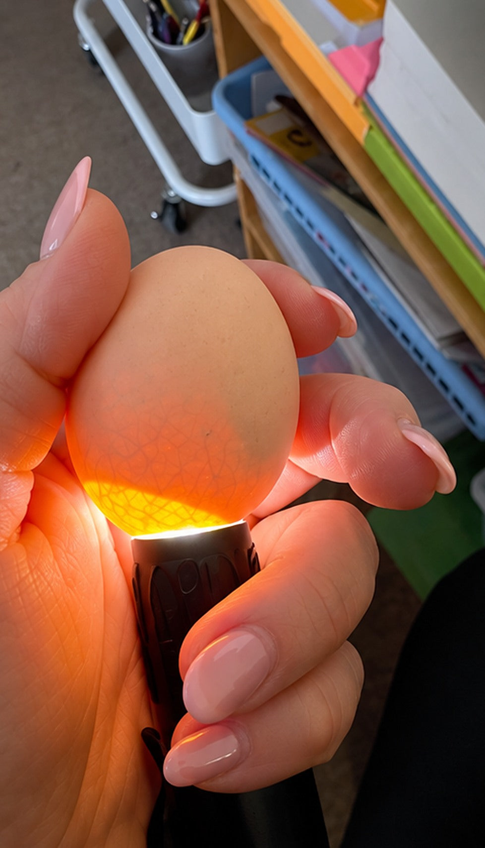 Candling a Hatchables egg